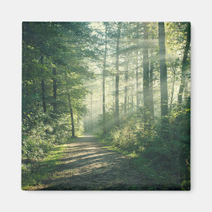 Íman Florestas   Forest Path Hamburg Alemanha