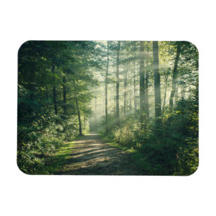 Íman Florestas Forest Path Hamburg Alemanha