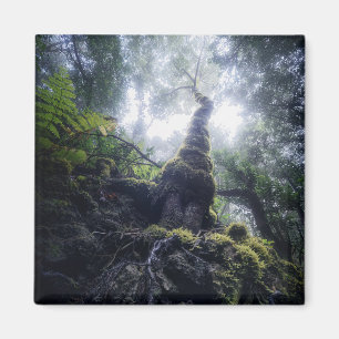 Íman Florestas   Ilhas Canárias do Parque Rural de Anag