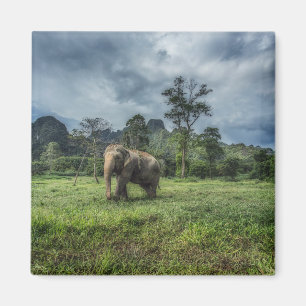 Íman Florestas Parque Nacional de Kao Sok