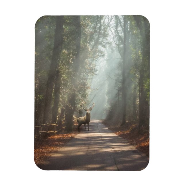 Íman Florestas | Stag Woodland (Vertical)