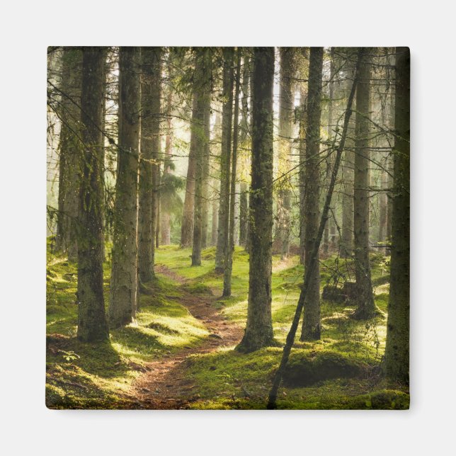 Íman Florestas | Suecia florestal boreal (Frente)