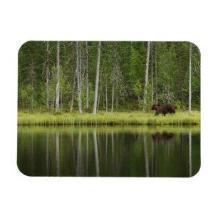 Íman Florestas Urso na Taiga Forest Norte, Finlândia