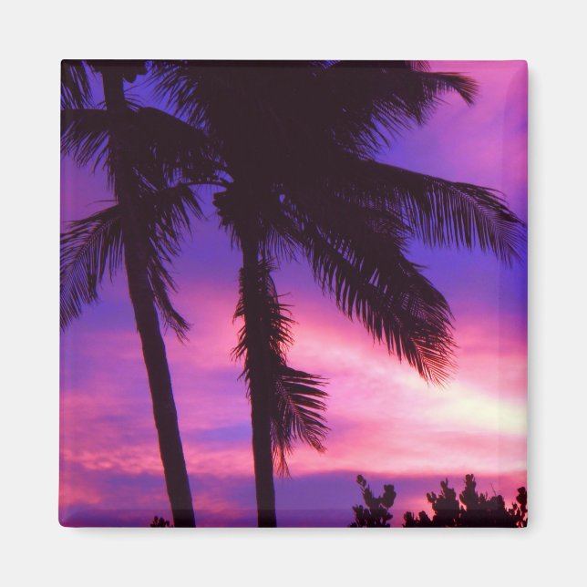 Íman Flórida Palm Sunset Magnet (Frente)