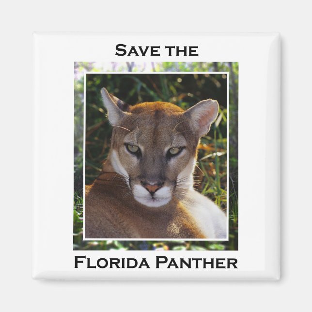 Íman Flórida Panther (Frente)