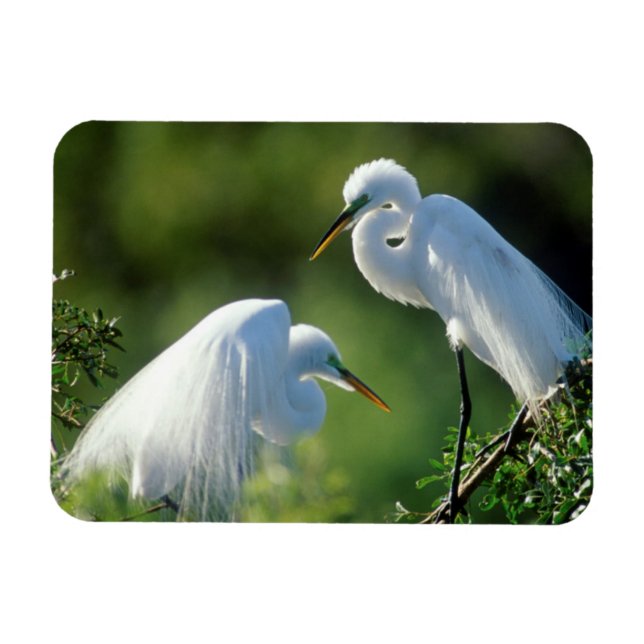 Íman Flórida, Veneza, Santuário Audubon, Garça-Comum (Horizontal)