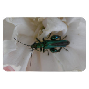 Íman Flower Beetle Premium Magnet