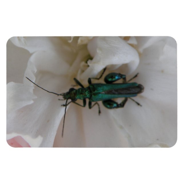 Íman Flower Beetle Premium Magnet (Horizontal)