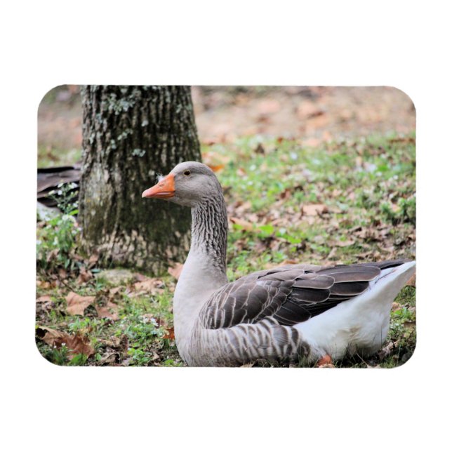 Íman Fluff (Horizontal)