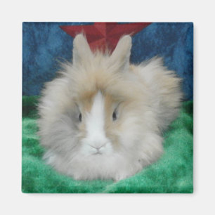 Íman Fluffy Lionhead Bunny Rabbit