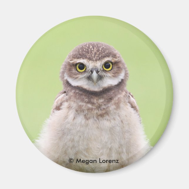 Íman Fluffy Owlet Magnet (Frente)