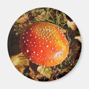 Íman Fly Agaric Mushroom Magnet