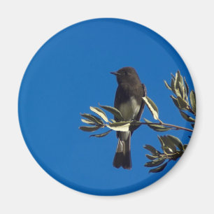 Íman Fly Catcher