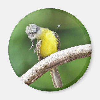 Íman Flycatcher com cinza