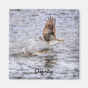 Íman Flying Osprey & Fish HDR Wildlife Photo Gift