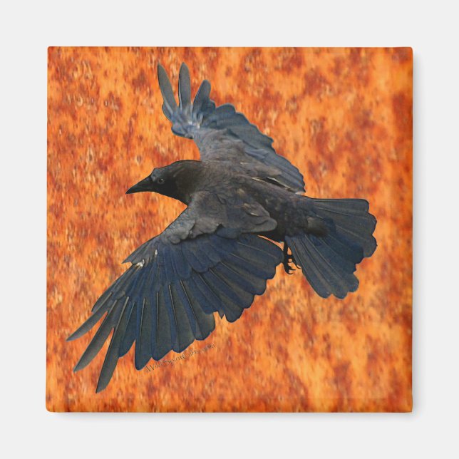 Íman Flying Raven, Crow & Rustic Grunge Art Magnet (Frente)
