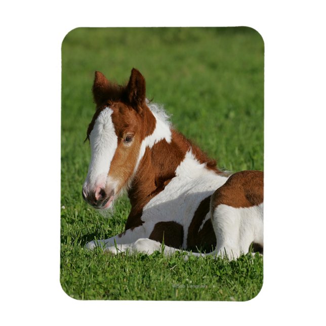 Íman Foal Lay em Grass (Vertical)