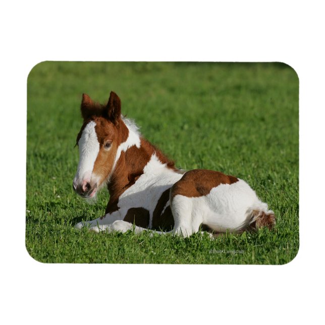 Íman Foal Lay em Grass (Horizontal)
