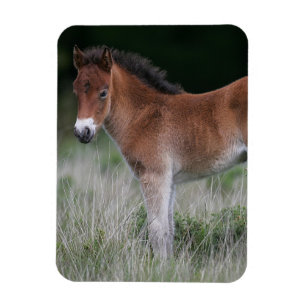 Íman Foal Permanente