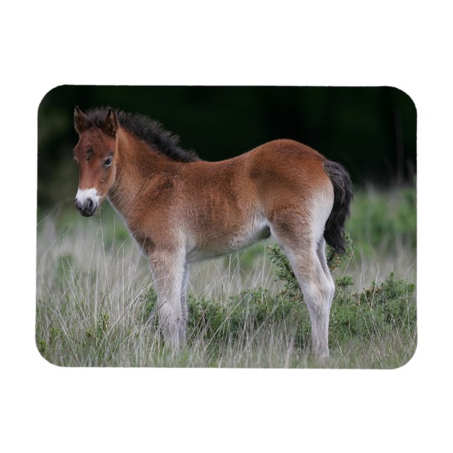 Íman Foal Permanente (Horizontal)
