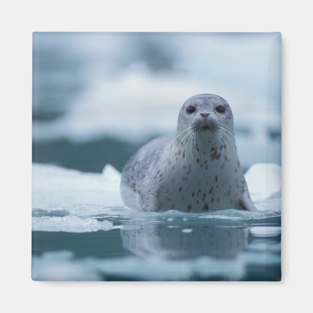 Íman foca-comum-do-pacífico, Phoca vitulina richardsi (Frente)
