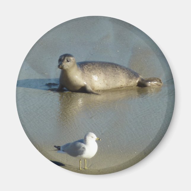 Íman Foca-comum em La Jolla Califórnia (Frente)