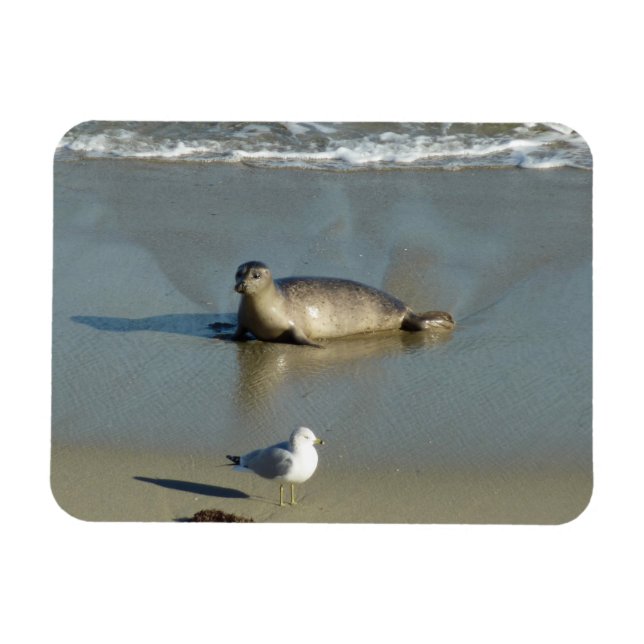 Íman Foca-comum em La Jolla Califórnia (Horizontal)