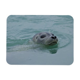 Íman Foca-comum nadando no lago glacial Jokulsarlon