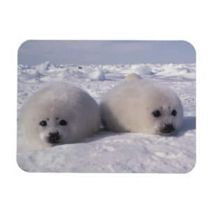 Íman Foca-da-groenlândia (Phoca groenlandica) Filhotes