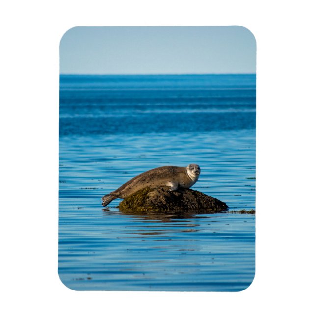 Íman Foca-do-Atlântico (Vertical)