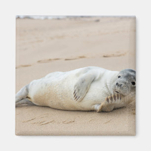 Íman Foca Fofa Posando em uma Praia