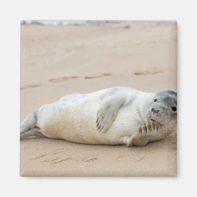 Íman Foca Fofa Posando em uma Praia (Frente)