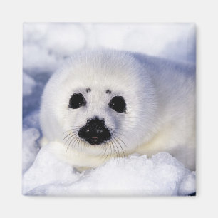 Íman Foca harpa filhote gelo Golfo de São Lourenço,