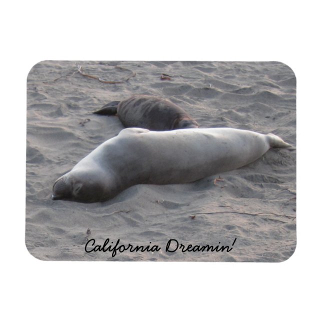 Íman Focas de elefante na praia de Piedras Blancos (Horizontal)