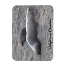 Focas de elefante na praia de Piedras Blancos