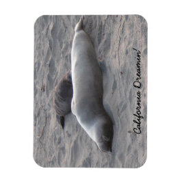 Íman Focas de elefante na praia de Piedras Blancos