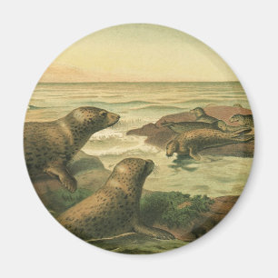 Íman Focas-Leopardo, Animais Aquáticos Antigos Vida Mar