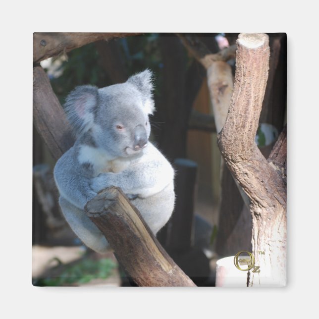 Íman Fofinho Koala (Frente)