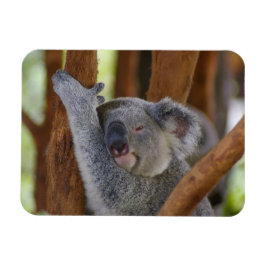 Íman Fofinho Koala Fotografia Magnet