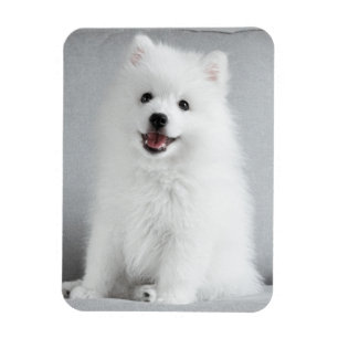 Íman Fofo Bonito, Puppy Spitz Japonês