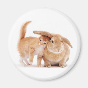 Íman fofo_engraçado_animais_8 coelhos coelhos coelhos
