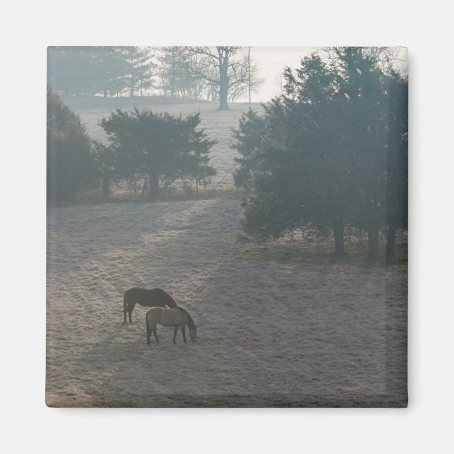 Íman Foggy Grazing (Frente)