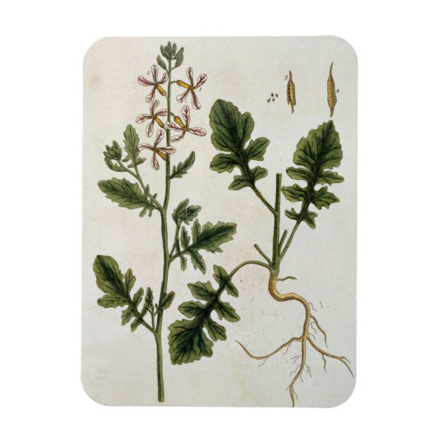 Íman Foguete, placa 242 de 'A Curiosa Herbal', publicaç (Vertical)