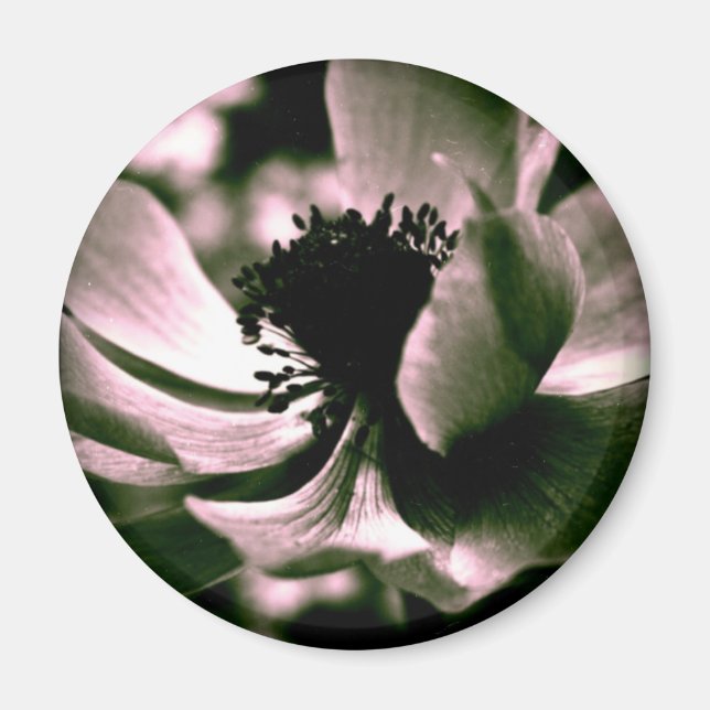 Íman Foi um dia lindo. Anemone Magnet (Frente)