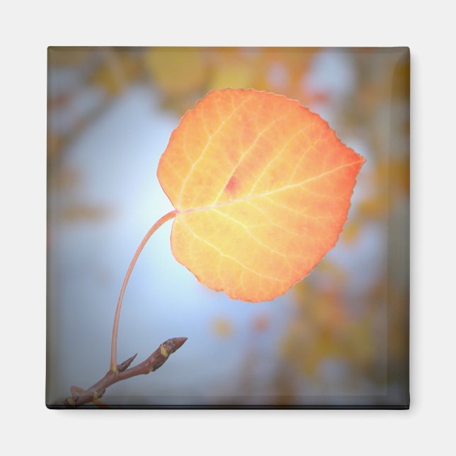 Íman Folha de Aspen-Magnet (Frente)