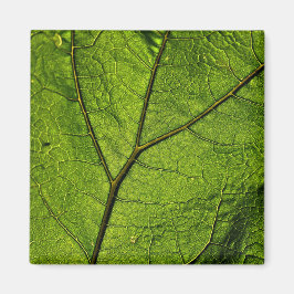 Íman Folha de Borboleta Verde
