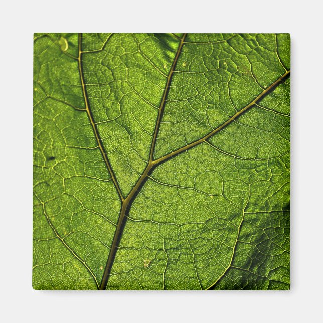 Íman Folha de Borboleta Verde (Frente)