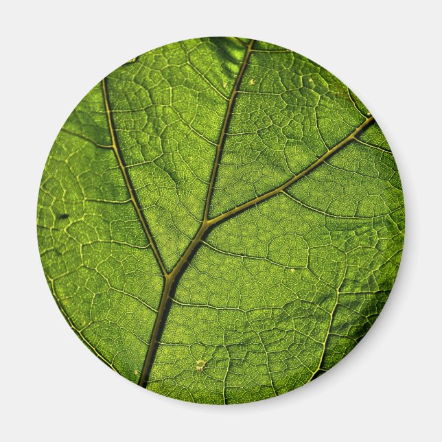 Íman Folha de Borboleta Verde (Frente)