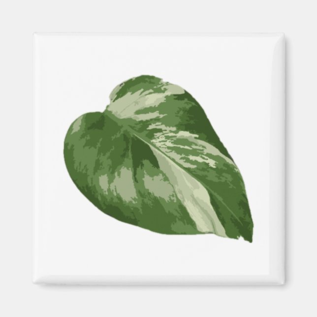 Íman Folha de Monstera Albo Ímã — Rara Variação  (Frente)