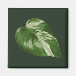 Íman Folha de Monstera Albo — Variegação Rara 